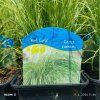 CAREX COMANS 'MINT CURLS' kak