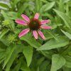 ECHINACEA 'SUNMAGIC VINTAGE PINK' kak