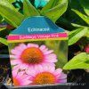 ECHINACEA 'SUNMAGIC VINTAGE PINK' kak