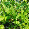 ECHINACEA 'SKIPPER GOLDEN' kak1