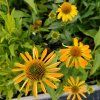 ECHINACEA 'SKIPPER GOLDEN' kak2