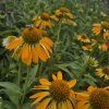 ECHINACEA 'SKIPPER GOLDEN' kak3