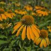 ECHINACEA 'SKIPPER GOLDEN' kak1