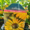 ECHINACEA 'SKIPPER GOLDEN' kak