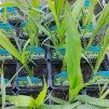 ERYNGIUM YUCCIFOLIUM kak1