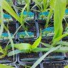ERYNGIUM YUCCIFOLIUM kak3