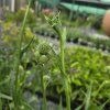 ERYNGIUM YUCCIFOLIUM kak2