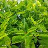 EUPATORIUM MACULATUM 'ATROPURPUREUM' kak1