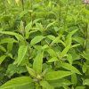 EUPATORIUM MACULATUM 'ATROPURPUREUM' kak2