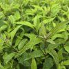 EUPATORIUM MACULATUM 'ATROPURPUREUM' kak3