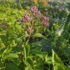 EUPATORIUM MACULATUM 'ATROPURPUREUM' kak4