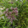 EUPATORIUM MACULATUM 'ATROPURPUREUM' kak5