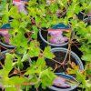 GERANIUM 'KELLY ANNE' kak1
