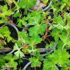 GERANIUM 'KELLY ANNE' kak2