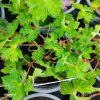GERANIUM 'KELLY ANNE' kak4