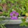 GERANIUM 'KELLY ANNE' kak4