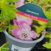 GERANIUM 'KELLY ANNE' kak