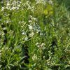 GYPSOPHILA PANICULATA 'STARFLAKES' kak2