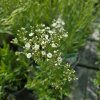 GYPSOPHILA PANICULATA 'STARFLAKES kak