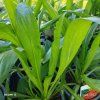 HELENIUM 'MOERHEIM BEAUTY' kak1