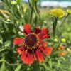 HELENIUM 'MOERHEIM BEAUTY' kak3