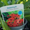 HELENIUM 'MOERHEIM BEAUTY' kak