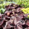 HEUCHERA 'GALAXY' kak3
