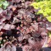 HEUCHERA 'GALAXY' kak4