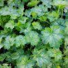 HEUCHERA 'LITTLE CUTIE™ PEPPERMINT' kak2