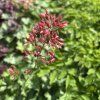 HEUCHERA 'LITTLE CUTIE™ PEPPERMINT' kak3