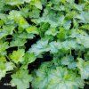 HEUCHERA 'LITTLE CUTIE™ PEPPERMINT' kak1