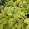 HEUCHERELLA 'MOJITO' kak2