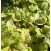 HEUCHERELLA 'MOJITO' kak3