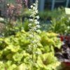 HEUCHERELLA 'MOJITO' kak4