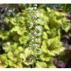 HEUCHERELLA 'MOJITO' kak5
