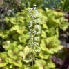HEUCHERELLA 'MOJITO' kak6