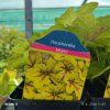 HEUCHERELLA 'MOJITO kak