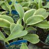 HOSTA 'BLUE IVORY' kak1