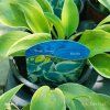 HOSTA 'BLUE IVORY' kak