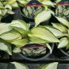 HOSTA 'HANS' kak2