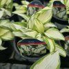 HOSTA 'HANS' kak3