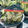 HOSTA 'HANS' kak
