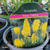 KNIPHOFIA 'POCO YELLOW' kak