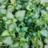 LAMIUM MACULATUM 'PURPLE DRAGON kak2'