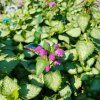 LAMIUM MACULATUM 'PURPLE DRAGON' kak3
