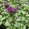 LAMIUM MACULATUM 'PURPLE DRAGON' kak4