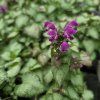 LAMIUM MACULATUM 'PURPLE DRAGON' kak5