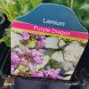 LAMIUM MACULATUM 'PURPLE DRAGON' kak