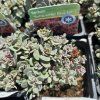 SEDORO SUNSPARKLER® 'BLUE ELF' kak1