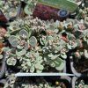SEDORO SUNSPARKLER® 'BLUE ELF' kak